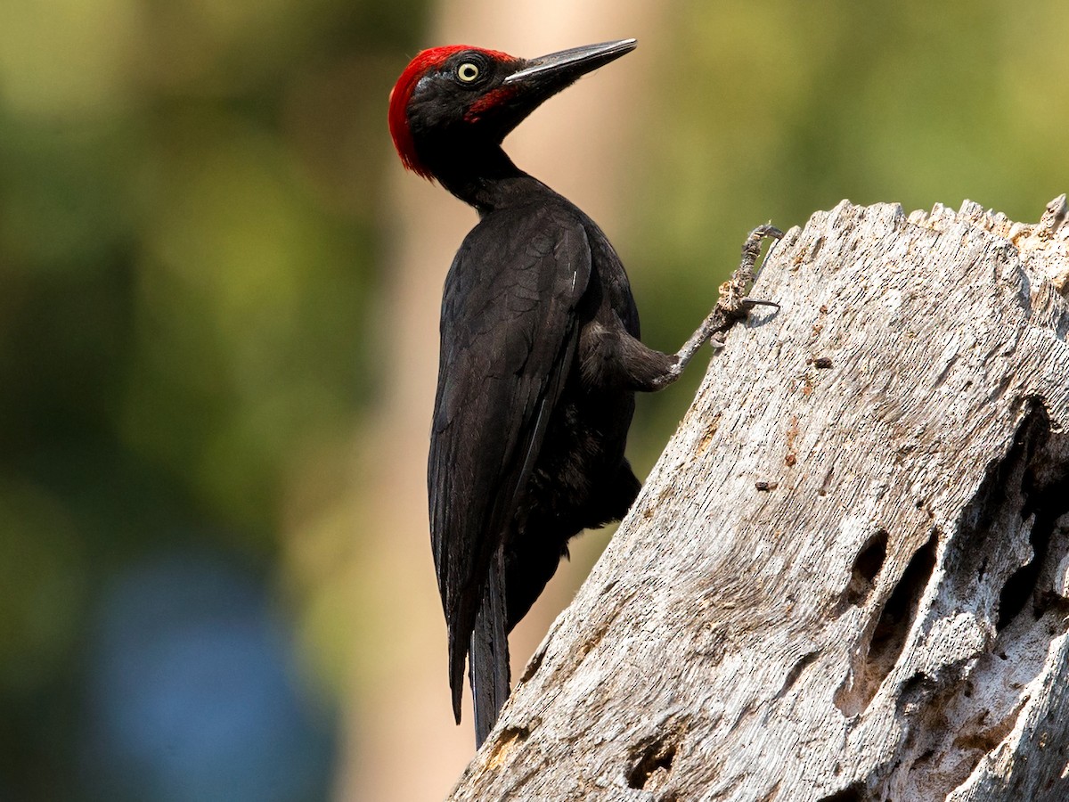 Andaman Woodpecker