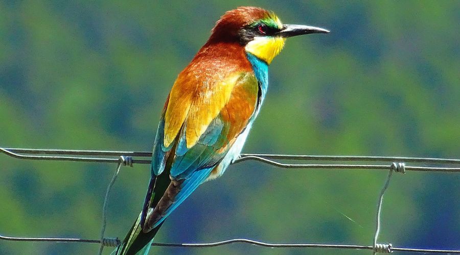 Bird Watching in Andaman