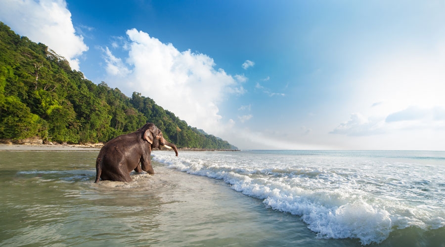Elephant Beach Parasailing
