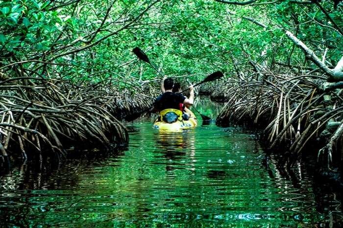 Mangrove Forest