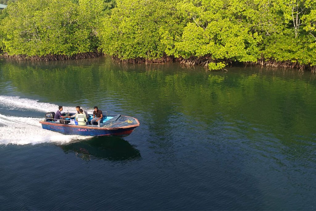 Mangrove Ride