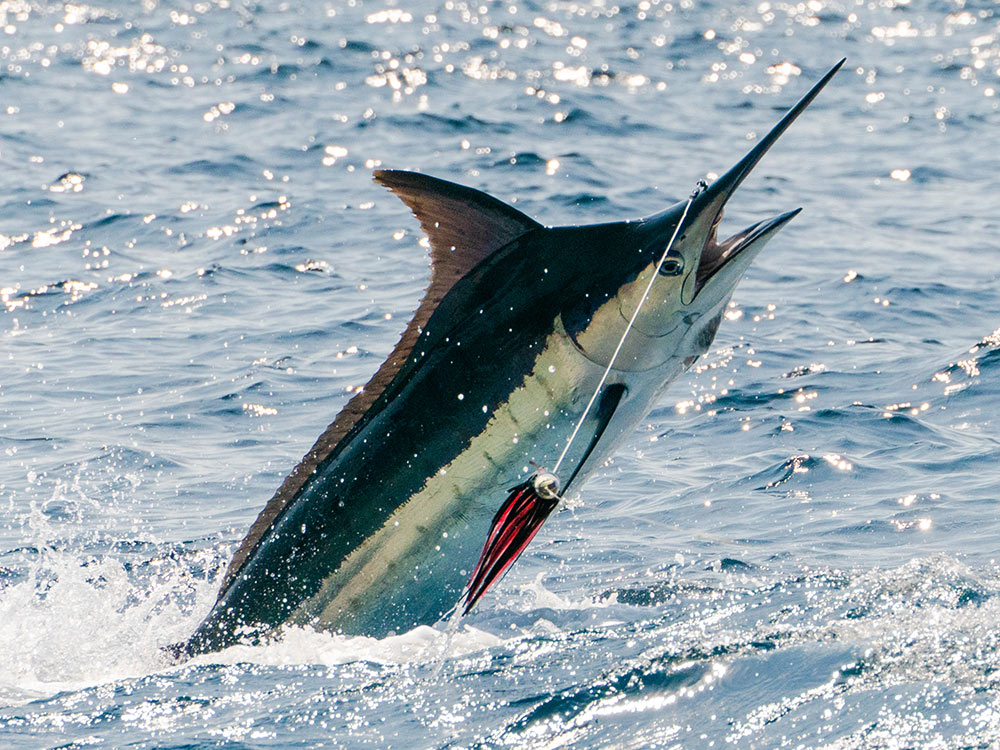 Marlin