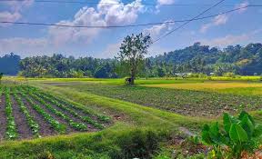 Organic Farming