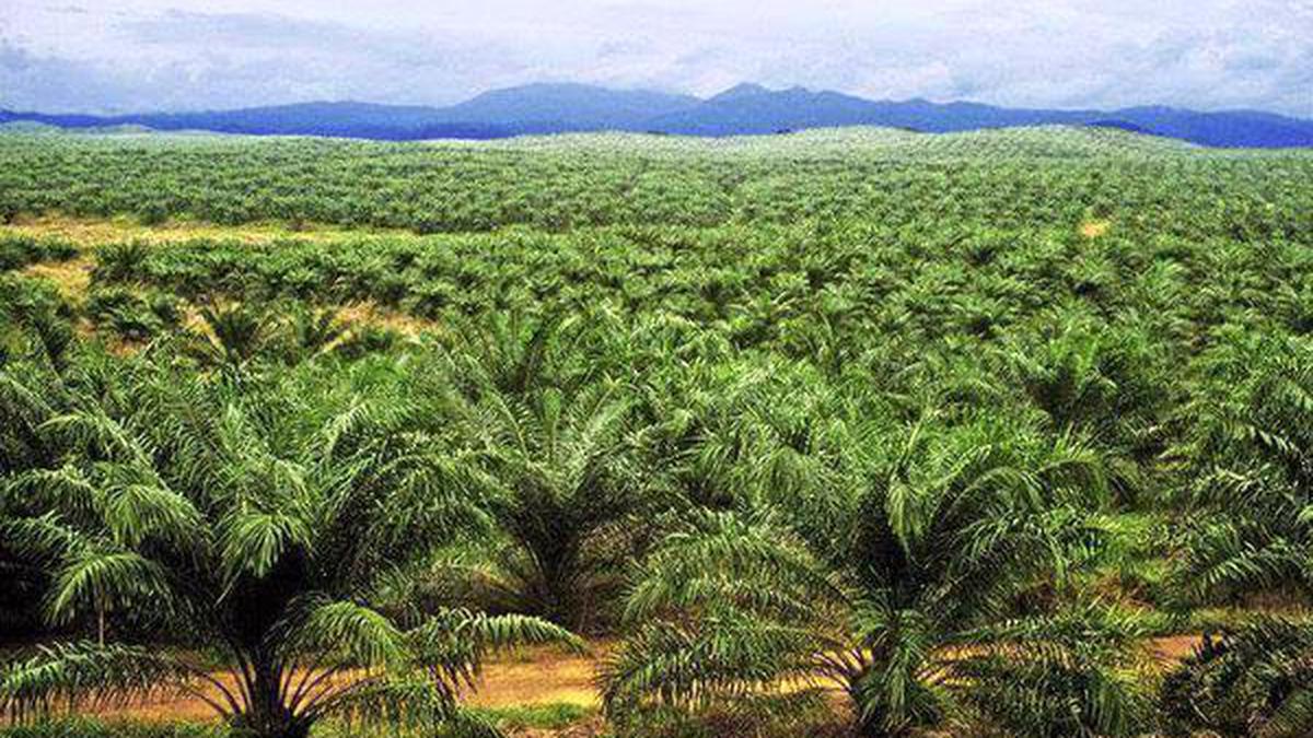 Palm Plantation