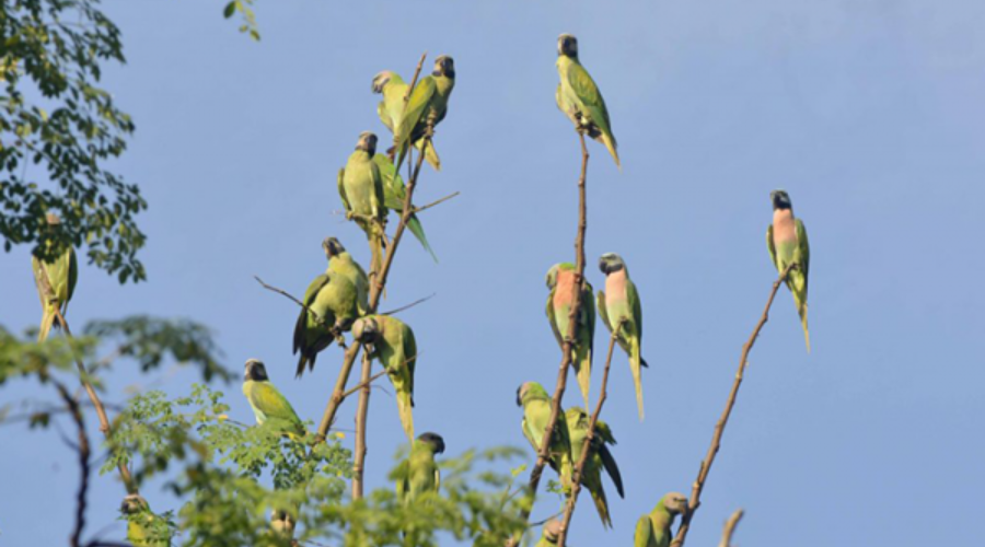 Parrot Island