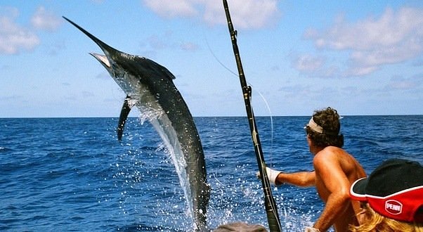 Sailfish