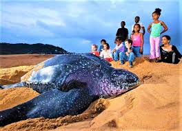 Turtle Nesting